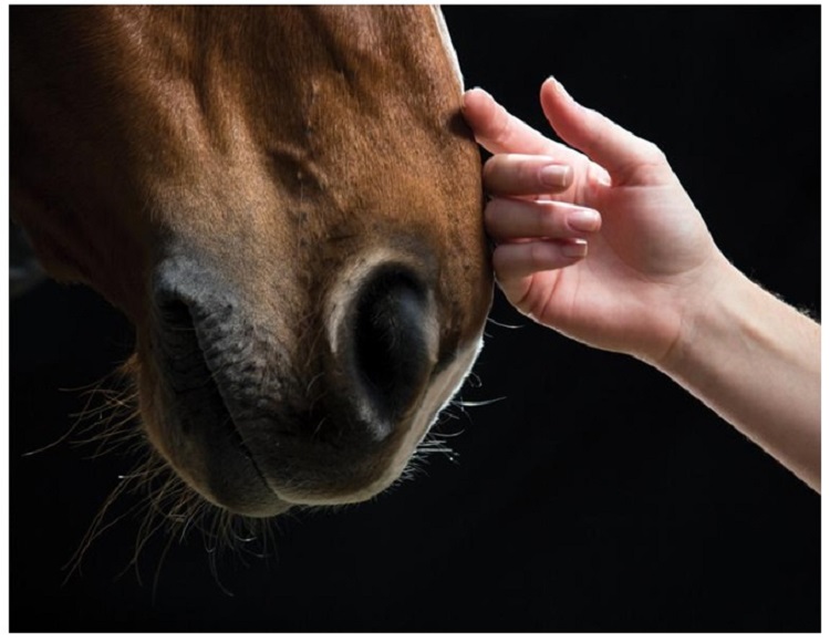 Calm An Anxious Horse